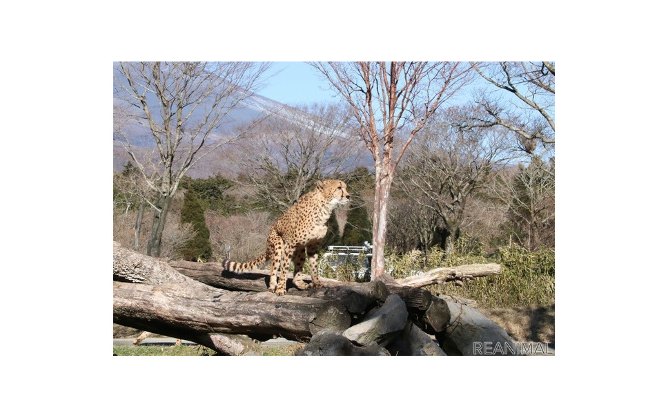 キリマンジャロじゃないけれど チーターが決めポーズ リアニマル 4枚目の写真 画像 レスポンス Response Jp キリマンジャロじゃないけれど チーターが決めポーズ リアニマル 4枚目の写真 画像 レスポンス Response Jp