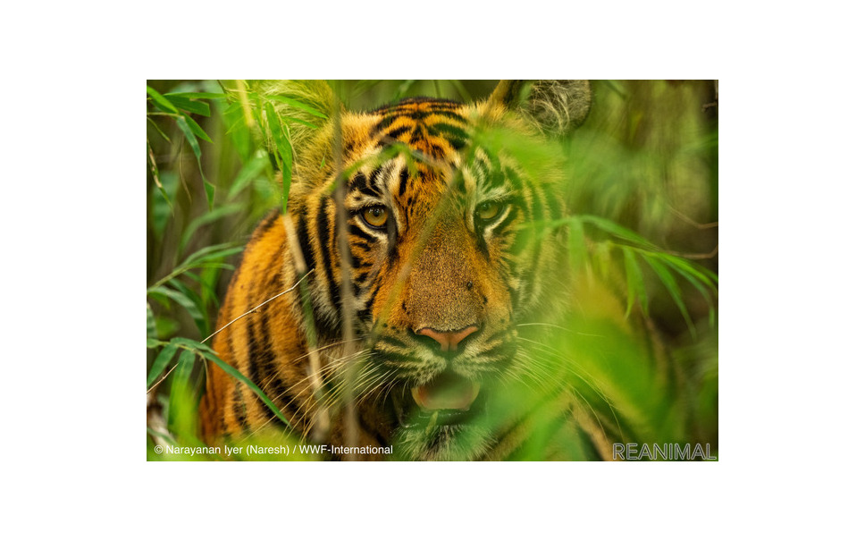 トラってどんな動物 種類や生息地 寅年特集 1枚目の写真 画像 レスポンス Response Jp