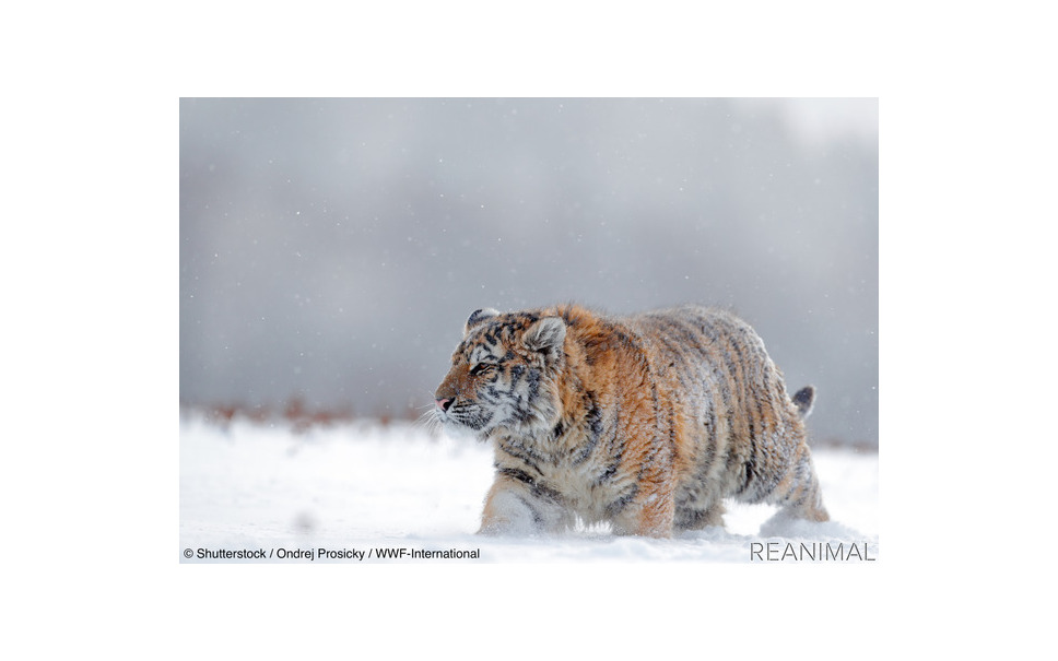 トラってどんな動物 種類や生息地 寅年特集 6枚目の写真 画像 レスポンス Response Jp