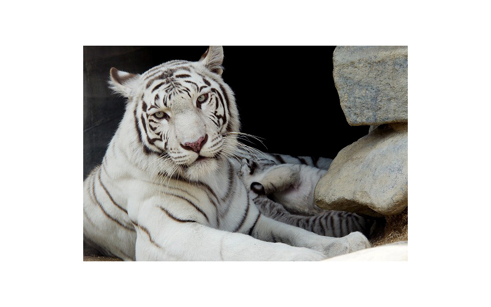 ゴールデンウィーク 東武動物公園 稀少なホワイトタイガーの赤ちゃん公開 12枚目の写真 画像 レスポンス Response Jp