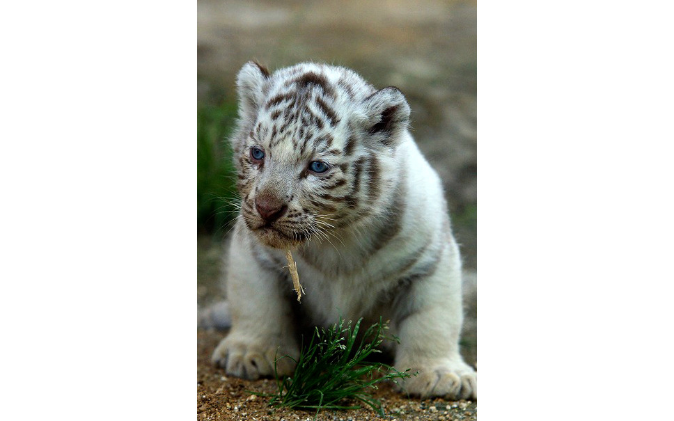 ゴールデンウィーク 東武動物公園 稀少なホワイトタイガーの赤ちゃん公開 15枚目の写真 画像 レスポンス Response Jp