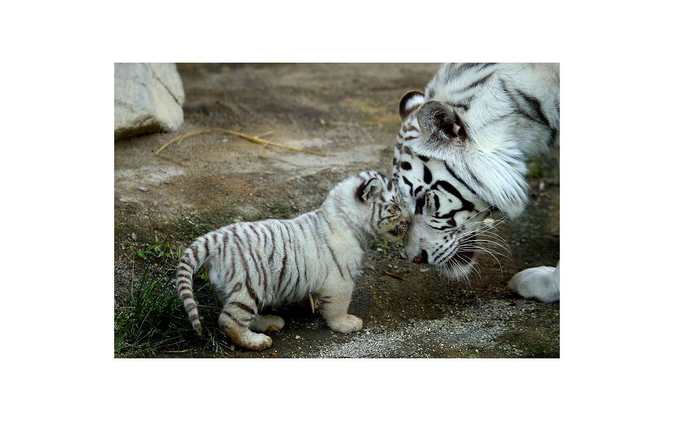 ゴールデンウィーク 東武動物公園 稀少なホワイトタイガーの赤ちゃん公開 1枚目の写真 画像 レスポンス Response Jp