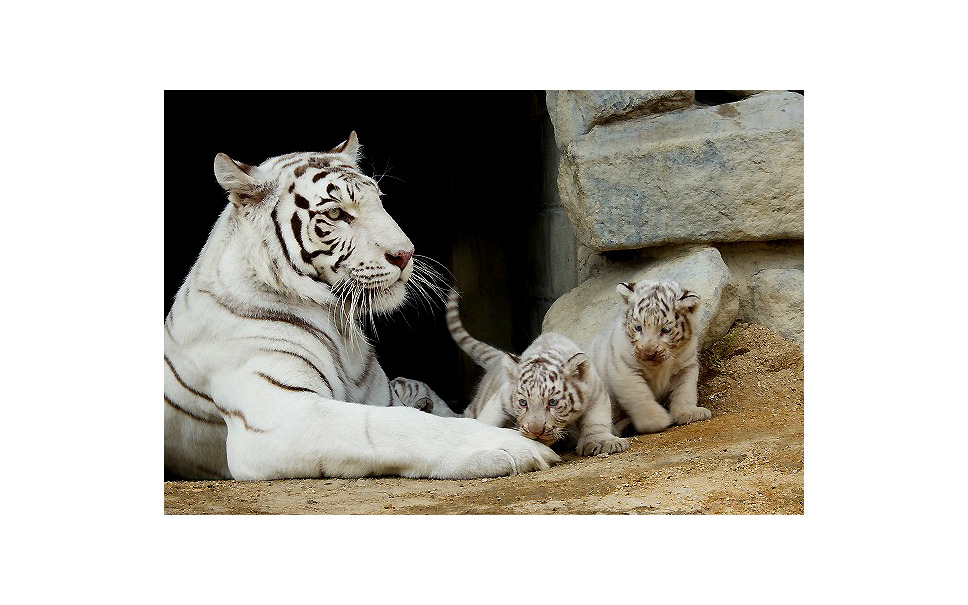ゴールデンウィーク 東武動物公園のホワイタタイガー赤ちゃん 写真蔵 5枚目の写真 画像 レスポンス Response Jp