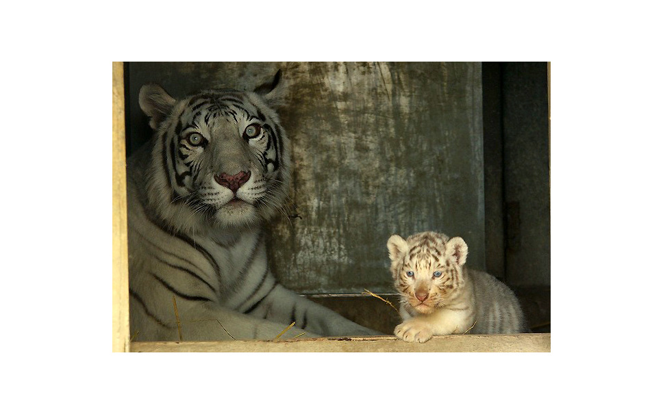 ゴールデンウィーク 東武動物公園のホワイタタイガー赤ちゃん 写真蔵 10枚目の写真 画像 レスポンス Response Jp ゴールデンウィーク 東武動物公園のホワイタタイガー赤ちゃん 写真蔵 10枚目の写真 画像 レスポンス Response Jp