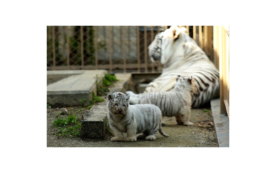 ゴールデンウィーク 東武動物公園のホワイタタイガー赤ちゃん 写真蔵 16枚目の写真 画像 レスポンス Response Jp ゴールデンウィーク 東武動物公園のホワイタタイガー赤ちゃん 写真蔵 16枚目の写真 画像 レスポンス Response Jp