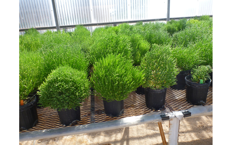 ボーイング 砂漠の植物から燃料を精製する技術をuaeと共同開発 1枚目の写真 画像 レスポンス Response Jp ボーイング 砂漠の植物から燃料を精製する技術をuaeと共同開発 1枚目の写真 画像 レスポンス Response Jp