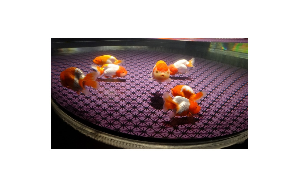金魚好きにはたまらない 東京スカイツリータウン すみだ水族館 2枚目の写真 画像 レスポンス Response Jp