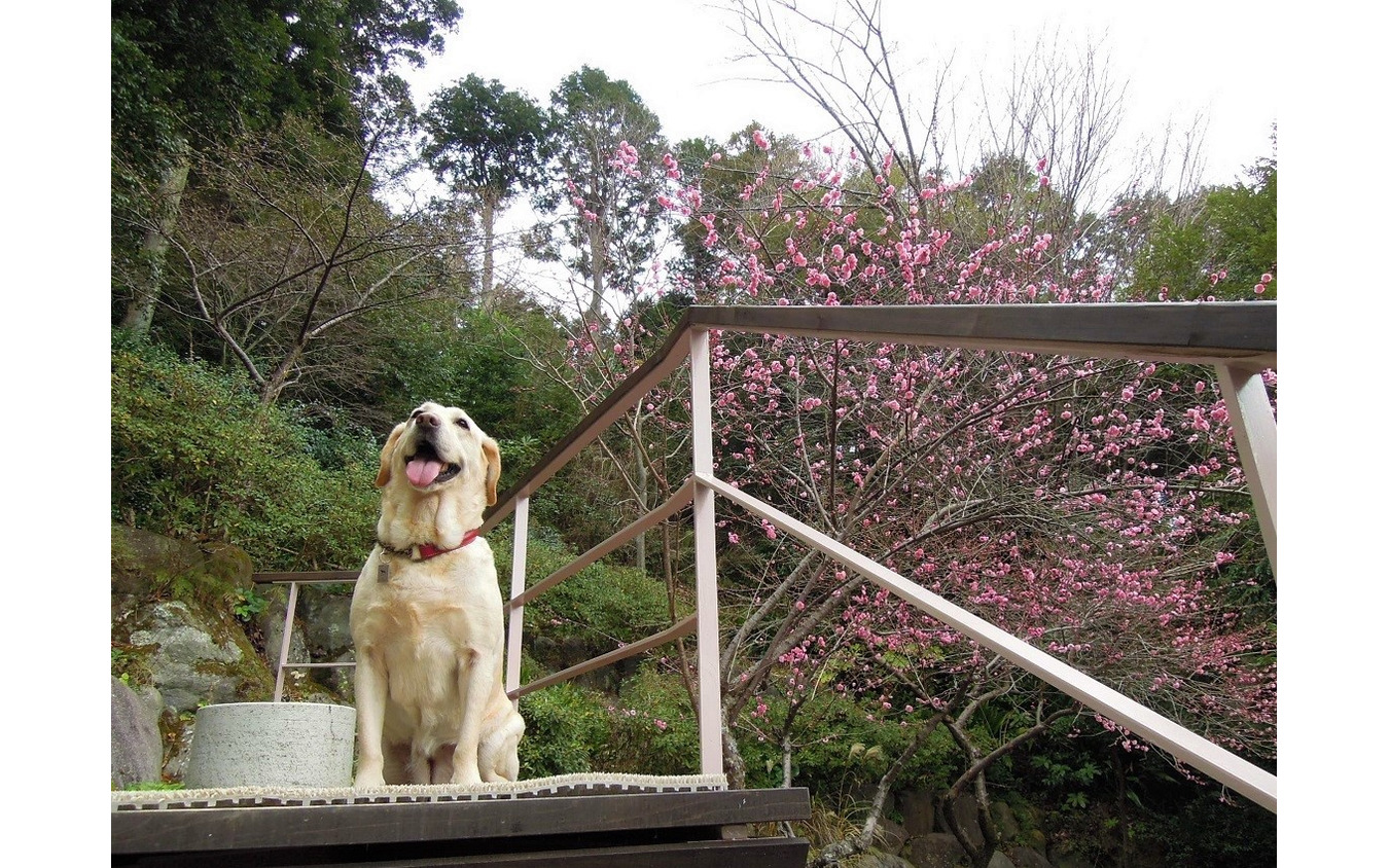 ドライブ時、正しい愛犬の乗せ方