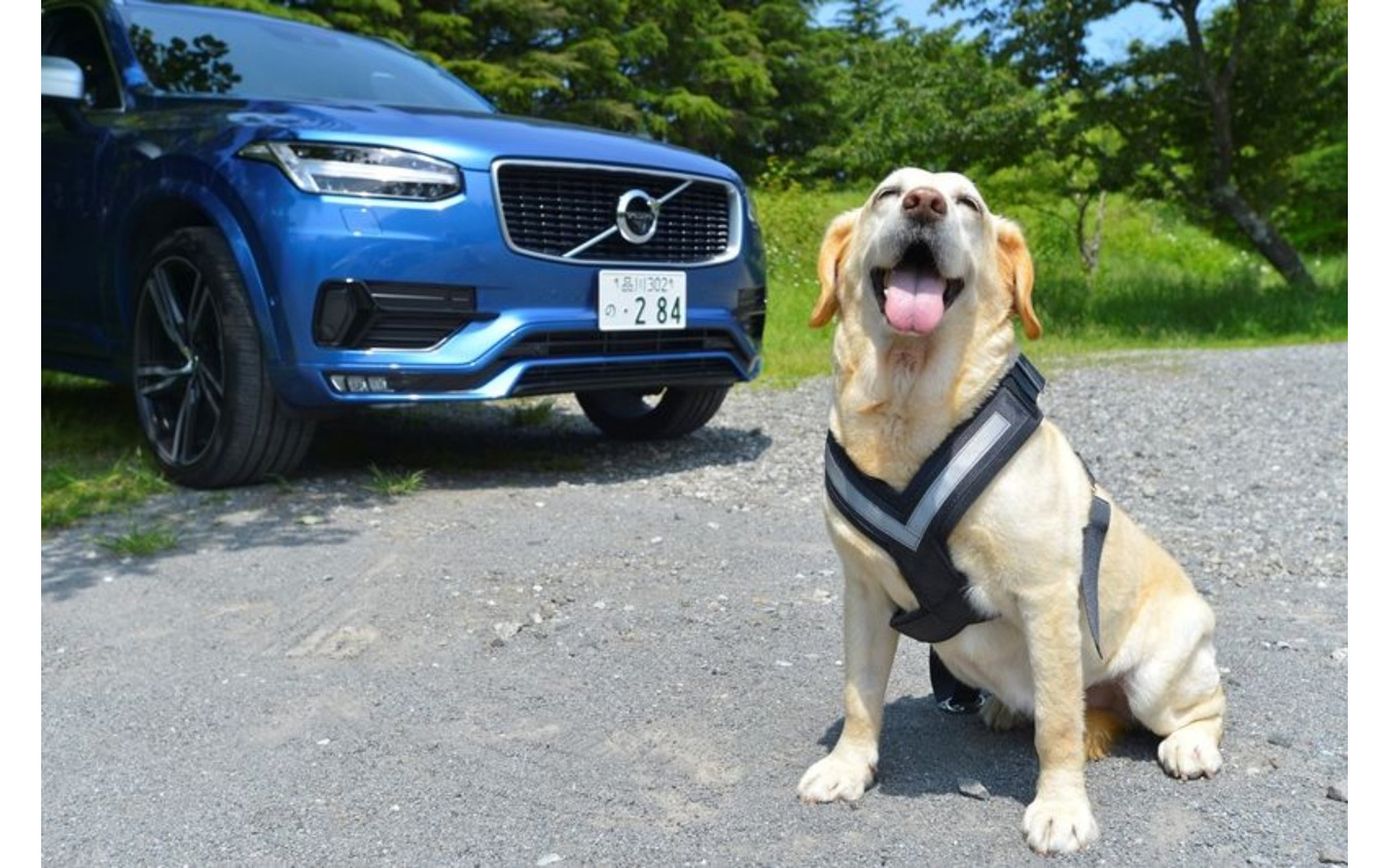 クルマ用愛犬ベッドをタイプ別に検証