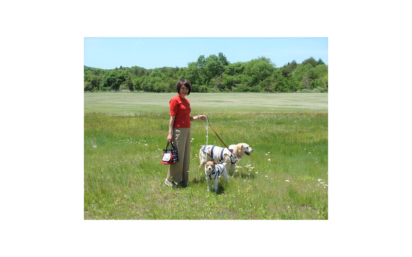 夏の愛犬とのドライブ旅行で気になる害虫対策