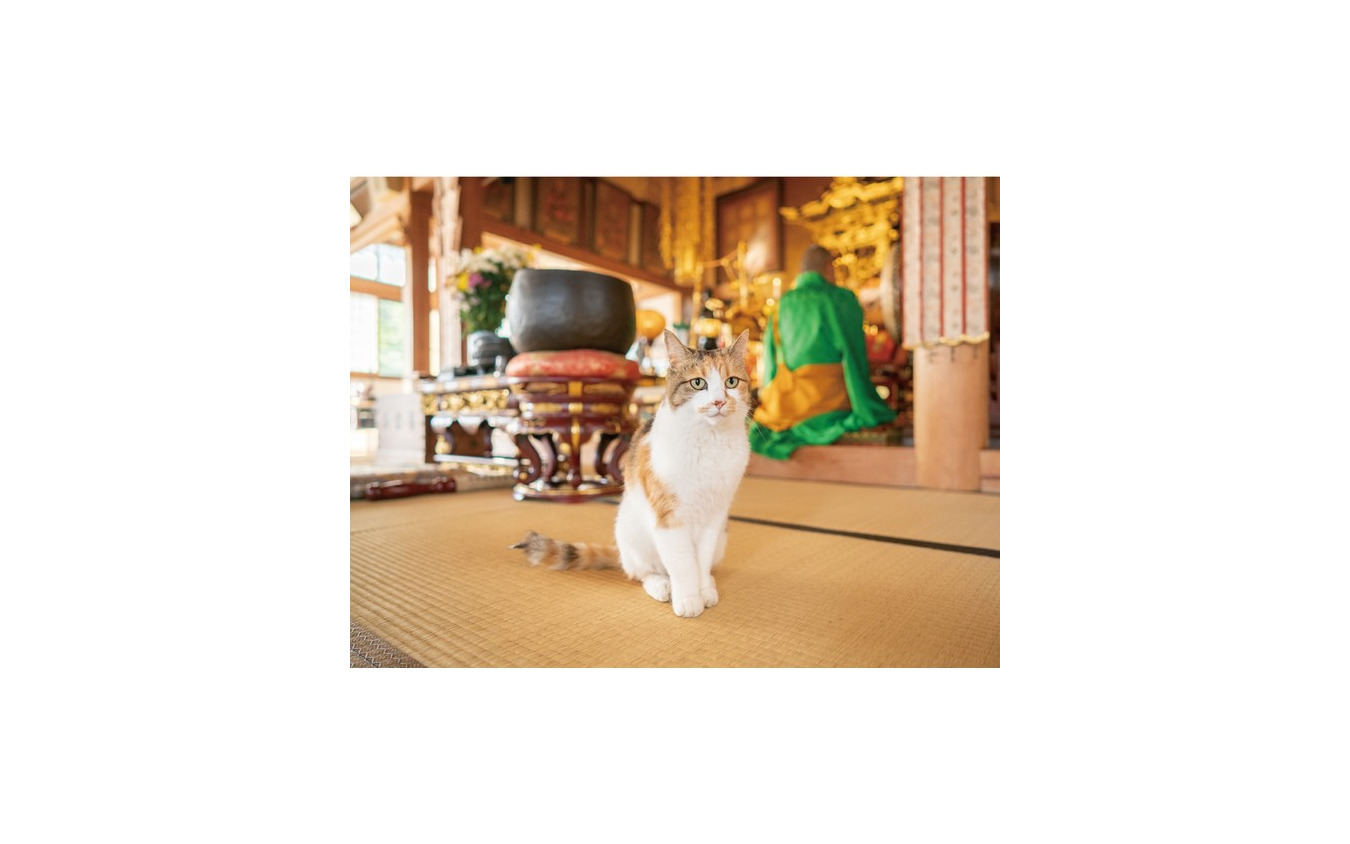 てらねこ写真展&にゃんにゃんzakkaマーケット(8月3日まで)