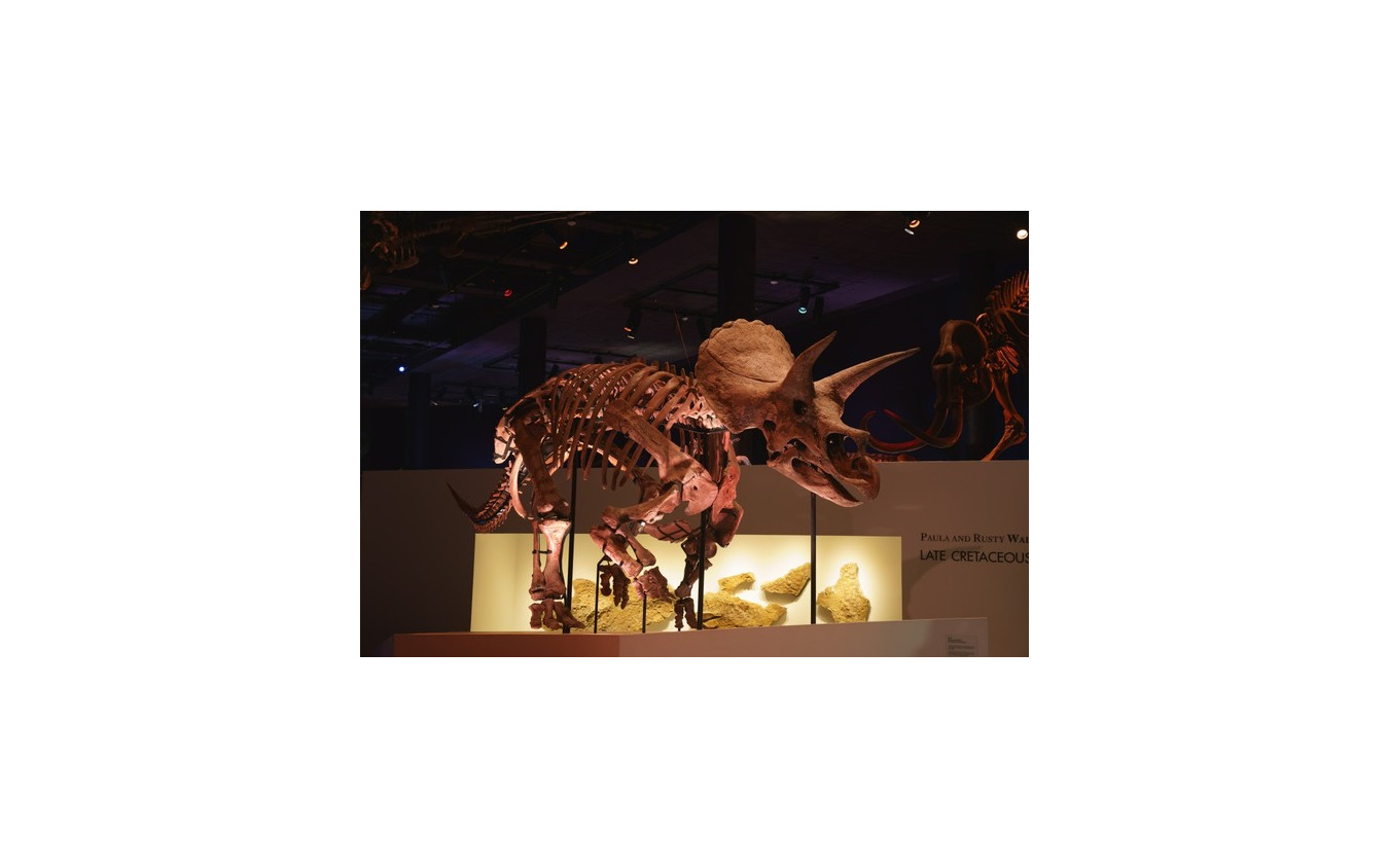 恐竜科学博(9月12日まで)