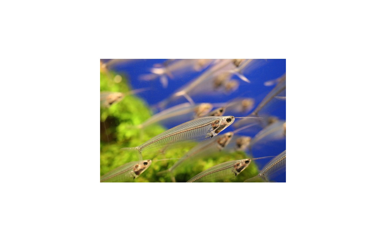 スケ・ボーン展 meets カメの甲羅はあばら骨(1月30日まで)