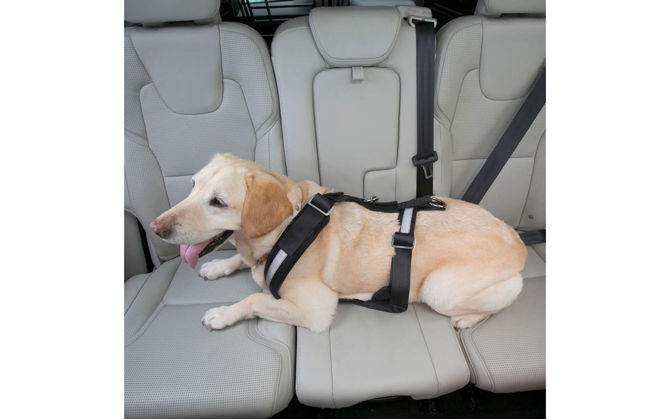 犬用シートベルトの着用やハーネスとリードの併用&固定などが必要