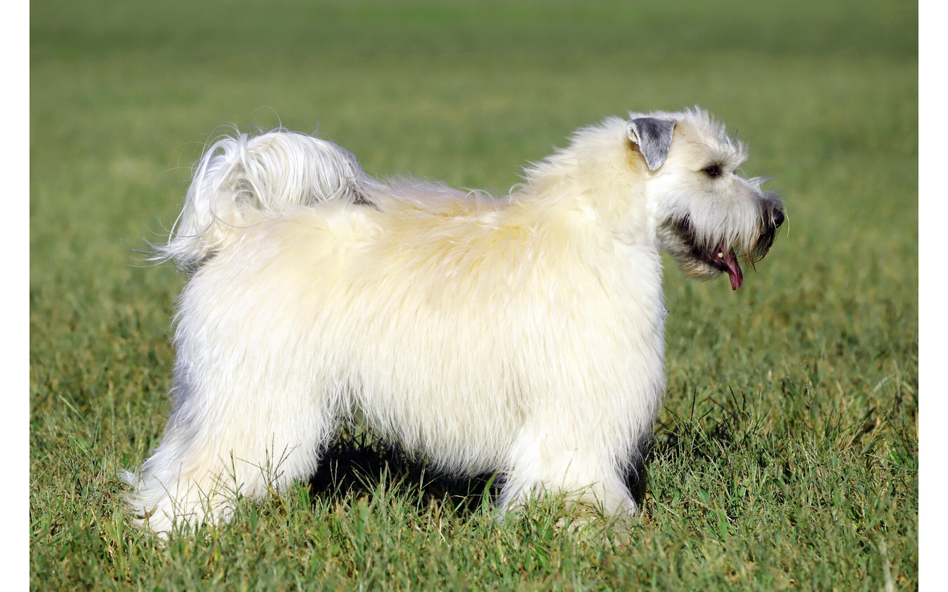 アイリッシュ・ソフトコーテッド・ウィートン・テリアのナミは体高53cm×体長60cm、体重10kgの中型犬
