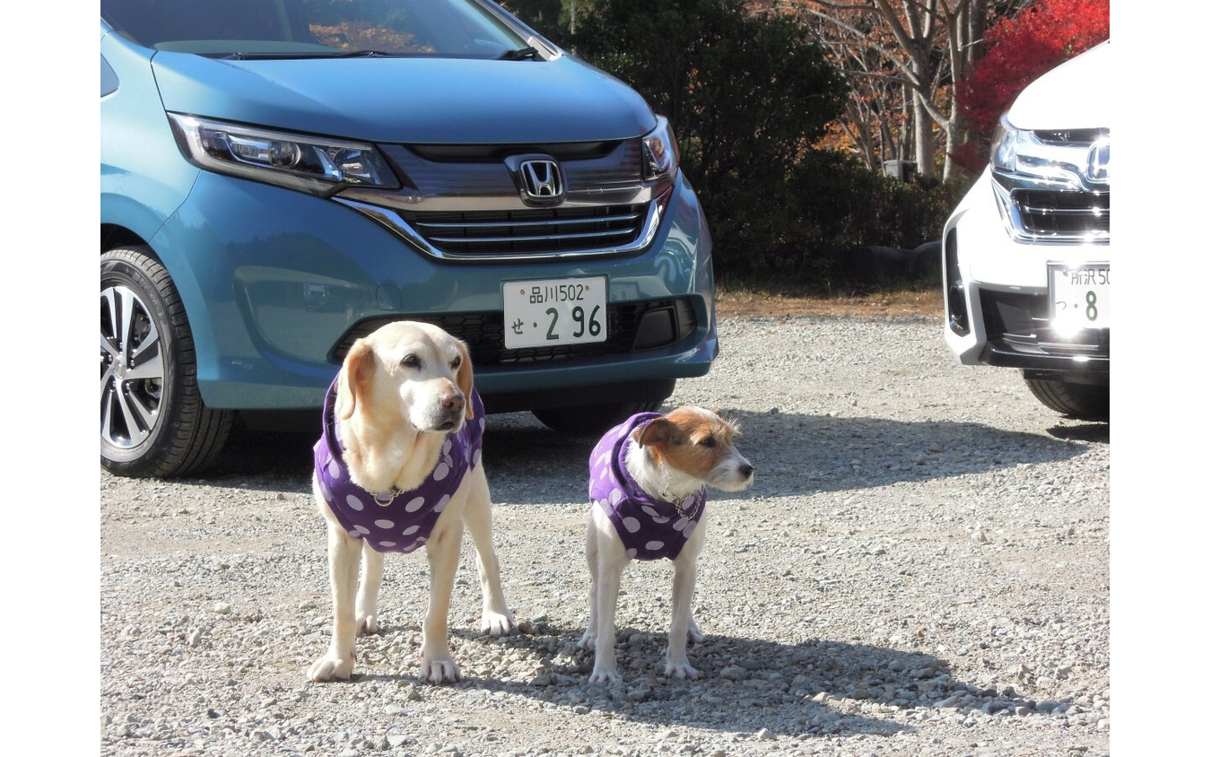 左が2代目自称自動車評論犬!?のマリア、右がララ