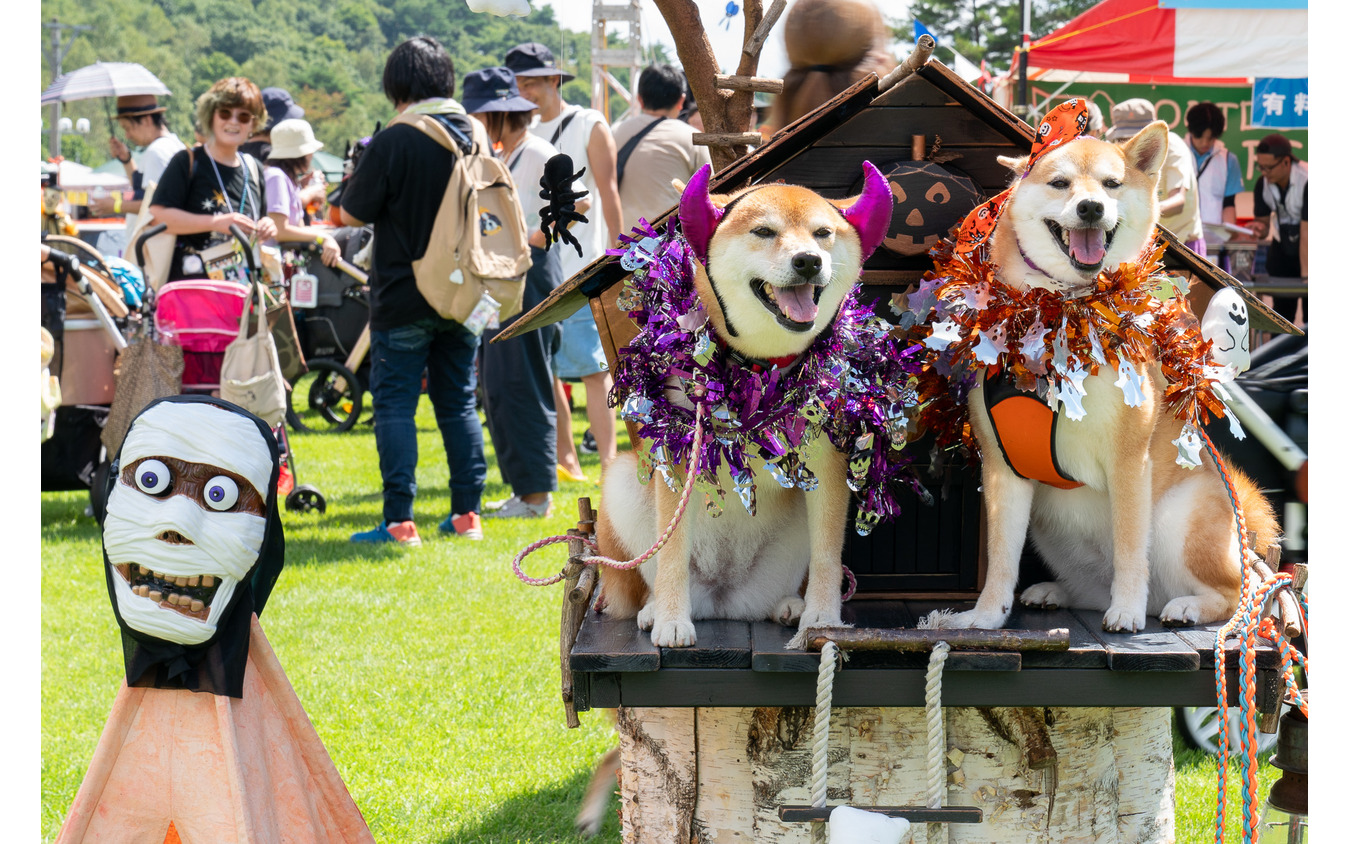 今や家族の一員となった犬たち。ハロウィンの仮装をしてフォトスポットで記念撮影。