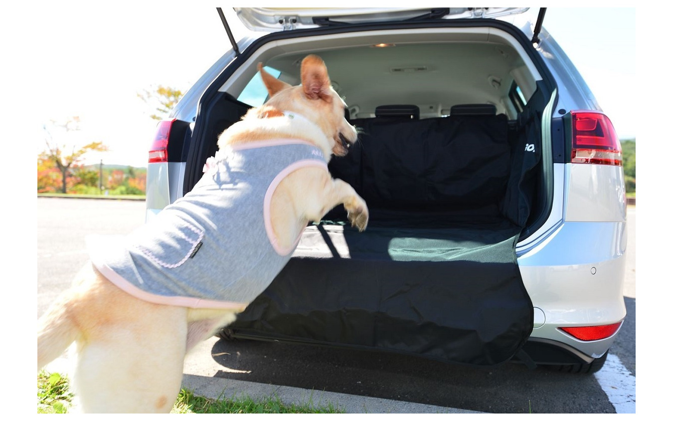 ラゲッジルームに飛び乗る愛犬