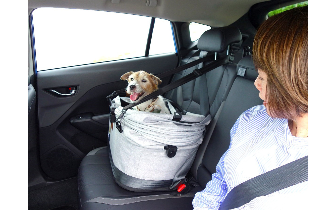 後で悔やんでも遅い! 愛犬とドライブ旅行を重ねる意味と理由