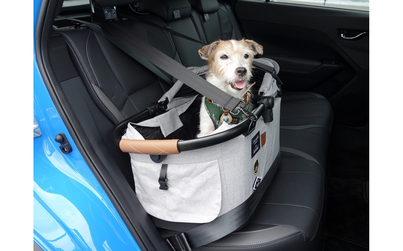 旅するジャックラッセルの愛犬ララ