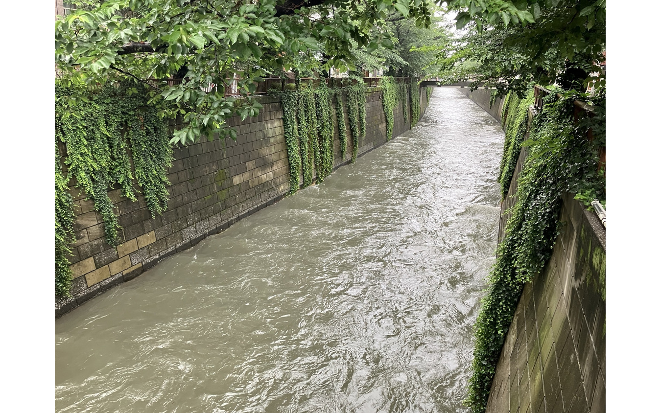 目黒川（6月3日、東京都目黒区）