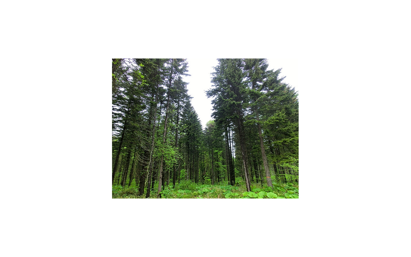 北海道トドマツ