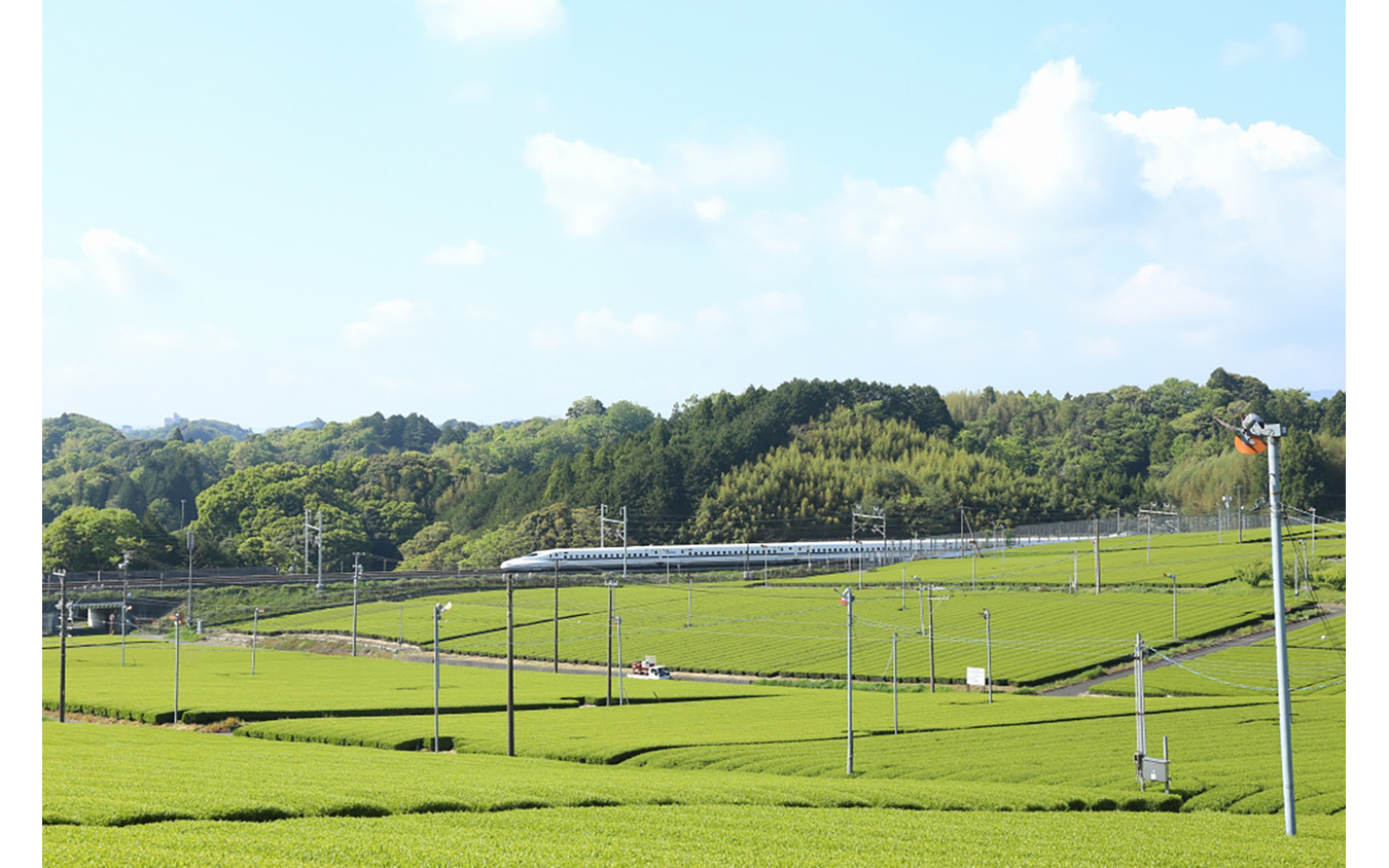 菊川市内に広がる茶畑