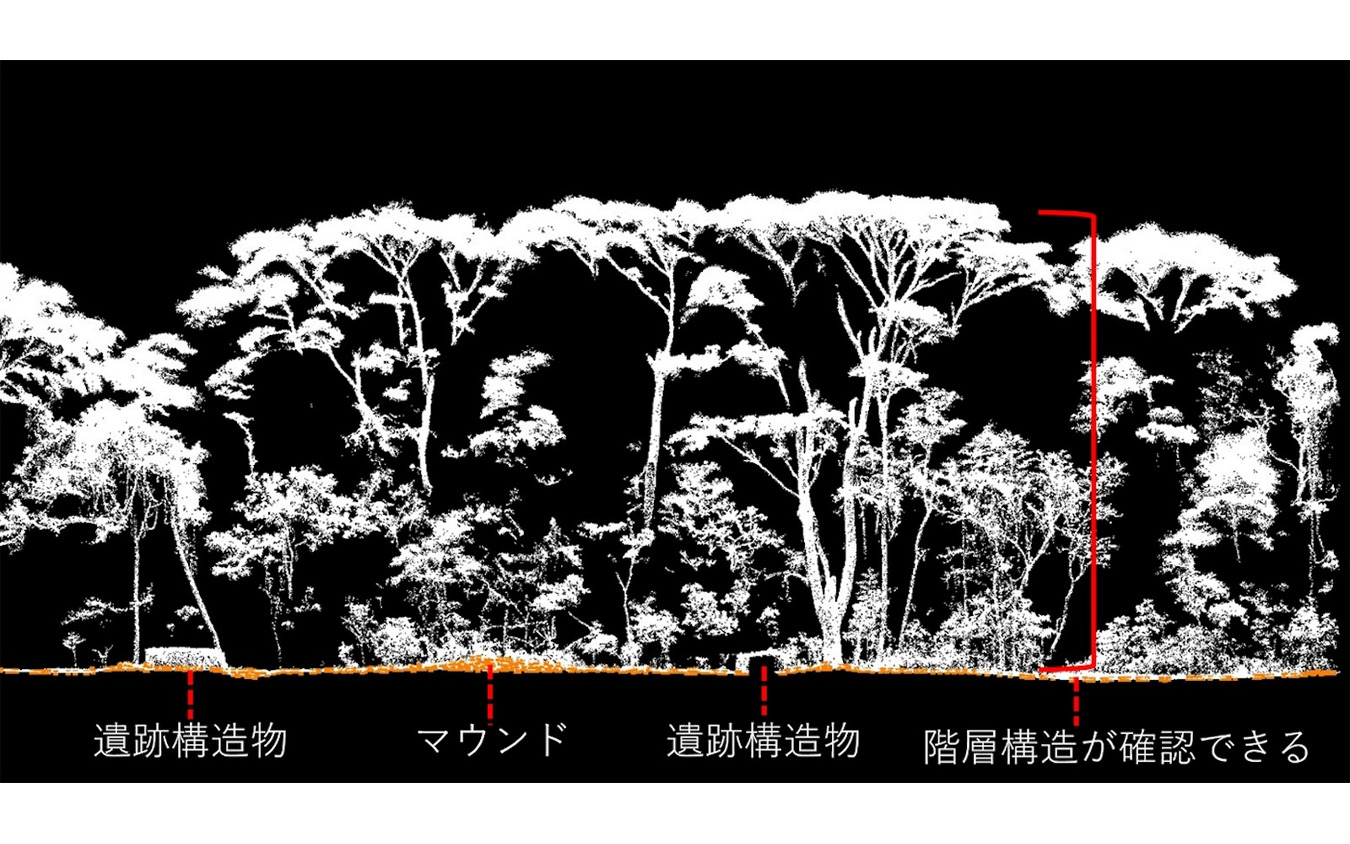 点群データ断面からわかるマウンドと森林構造