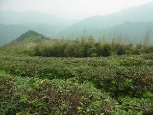 杭州　日本茶の原点を見に行く　（7）　杭州　径山寺と茶
