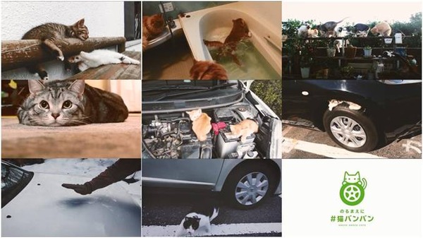 日産 猫バンバン プロジェクトムービーを公開 事故防止を呼びかけ レスポンス Response Jp