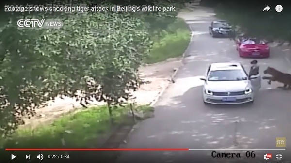 サファリパークで死亡事故 車外に出てトラに襲われる 動画 レスポンス Response Jp サファリパークで死亡事故 車外に出てトラに襲われる 動画 レスポンス Response Jp