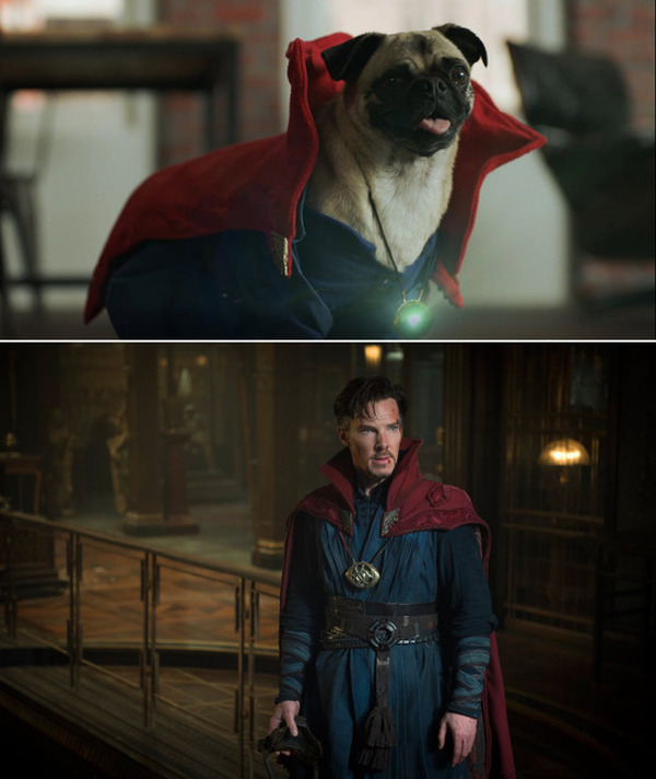 アベンジャーズが犬に 即興は苦手だが ドクター ストレンジ スペシャル映像 レスポンス Response Jp アベンジャーズが犬に 即興は苦手だが ドクター ストレンジ スペシャル映像 レスポンス Response Jp