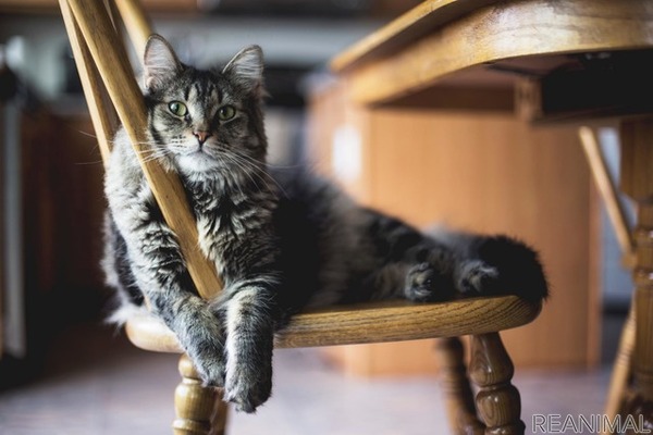 猫の食べ物はここに注意 あげてよいもの ダメなもの リアニマル レスポンス Response Jp 猫の食べ物はここに注意 あげてよいもの ダメなもの リアニマル レスポンス Response Jp