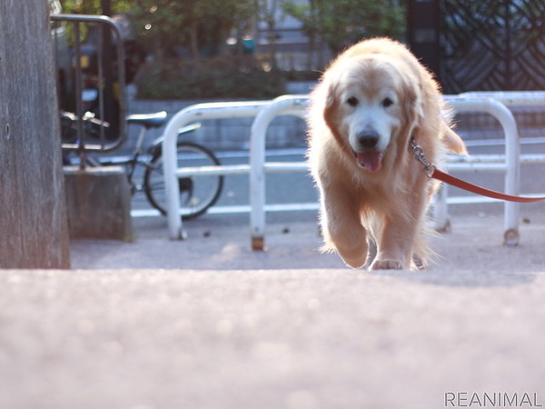 リアニマル 老いていく愛犬が教えてくれたこと 前編 10歳で突然の余命宣告 レスポンス Response Jp リアニマル 老いていく愛犬が教えてくれたこと 前編 10歳で突然の余命宣告 レスポンス Response Jp