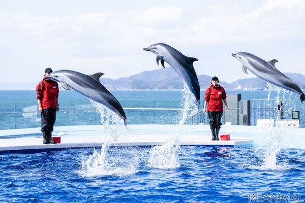 JAFフェスティバルを四国水族館で開催エサやり体験も　12月5日