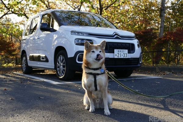 柴犬ハルの気になるクルマ シトロエン ベルランゴ 帯にするにも襷にするにも自由自在 レスポンス Response Jp 柴犬ハルの気になるクルマ シトロエン ベルランゴ 帯にするにも襷にするにも自由自在 レスポンス Response Jp