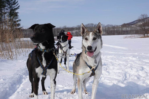 大雪原を駆け巡る「犬ぞりツアー」12月22日から星野リゾートトマムで［リアニマル］