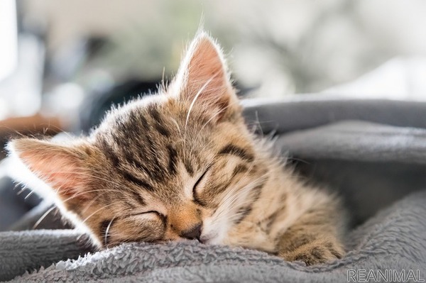 犬や猫は夢を見る いびきをかいていても大丈夫 リアニマル レスポンス Response Jp 犬や猫は夢を見る いびきをかいていても大丈夫 リアニマル レスポンス Response Jp