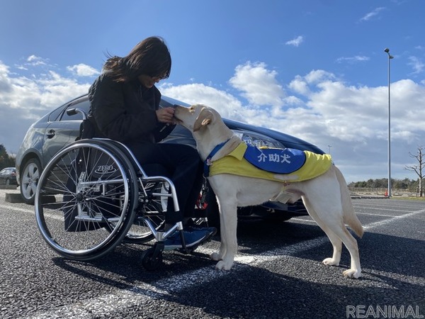 JAF×日本介助犬協会、思いやりある交通社会をめざしクラウドファンディング