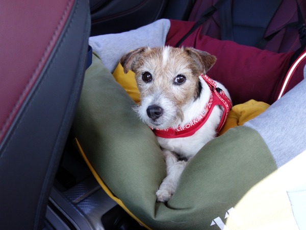 後で悔やんでも遅い！ 愛犬とドライブ旅行を重ねる意味と理由【青山尚