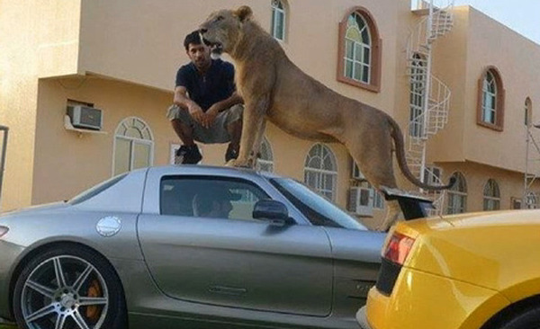 超話題 Sls Amg パナメーラの上にライオンが現れる 動画 レスポンス Response Jp