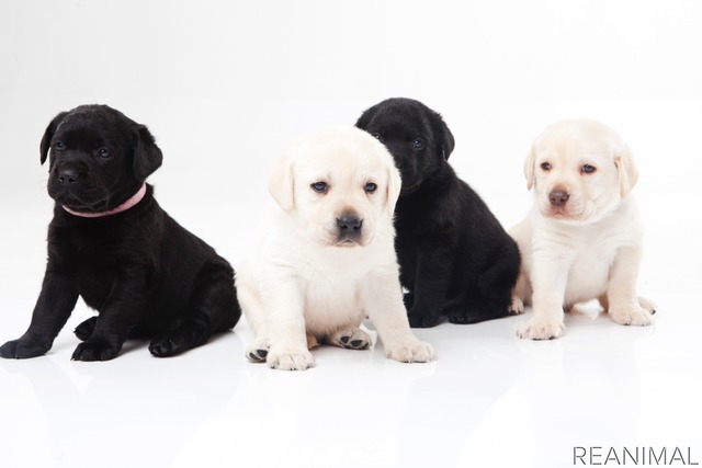 人気犬種ランキング アメリカと日本で違い 愛犬に求めるものは レスポンス Response Jp 人気犬種ランキング アメリカと日本で違い 愛犬に求めるものは レスポンス Response Jp