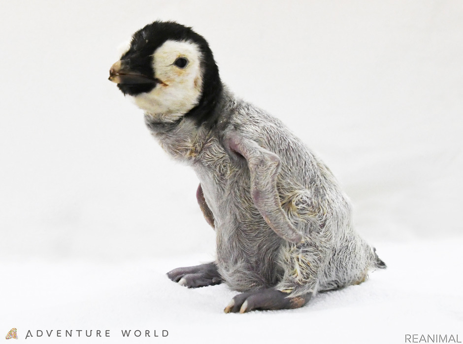 アドベンチャーワールド エンペラーペンギンの赤ちゃんを公開 10月9日から リアニマル レスポンス Response Jp