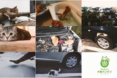 日産、「#猫バンバン」プロジェクトムービーを公開…事故防止を呼びかけ 画像