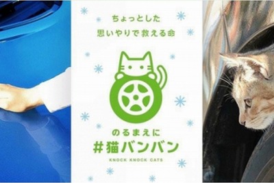 クルマに猫が隠れていた、7人に1人が回答…全国一斉猫バンバン調査 画像