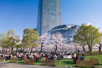 高級ホテルの格安おつまみで楽しむ、東京ミッドタウンのさくら祭り 画像