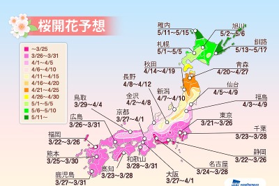 桜開花予想、今年は東京が1番乗り　ウェザーニューズ 画像