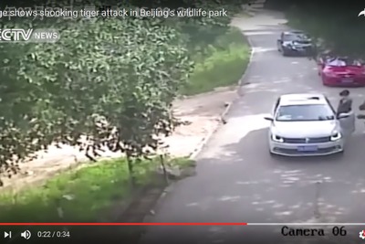 サファリパークで死亡事故、車外に出てトラに襲われる［動画］ 画像