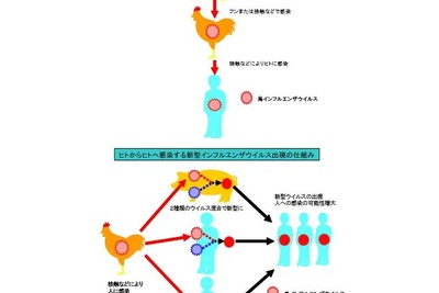 鳥インフルエンザ「鶏肉や卵は安全か」、国民生活センターに相談相次ぐ 画像
