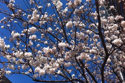ナビタイム、桜・お花見特集を公開…開花状況を毎日更新 画像